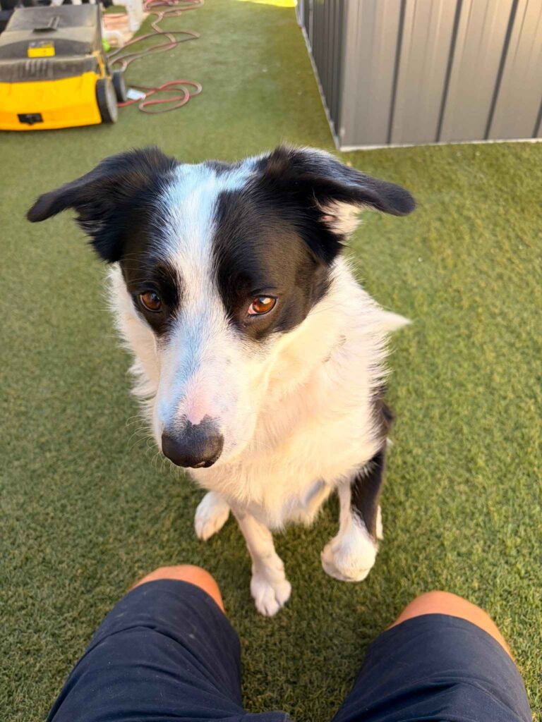 artificial-turf-cleaning-perth-south-happy-dog